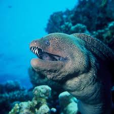 Pin By Ian Swain On Fish Moray Eel Ocean Creatures Marine Animals