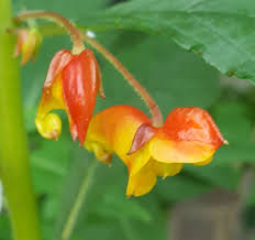 Image result for Impatiens gomphophylla