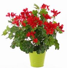Check spelling or type a new query. Kunstbloemen Kunstplanten Groothandel Top Art Int Detailansicht Uv Bestendig Oostenrijkse Geranium Pelargonium 40cm Met 92 Blad 108 Bloemen Knoppen By Mk Uvsafe Zonder Pot