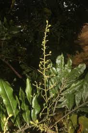 Image result for Haplocoelum inoploeum