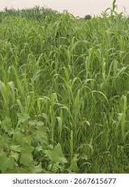 Image result for Digitaria complanata