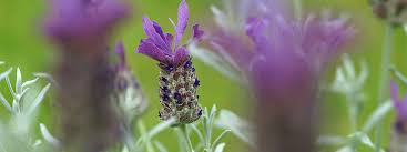 Maybe you would like to learn more about one of these? Cola Kraut Artemisia Abrotanum