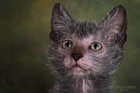Afbeeldingsresultaat Voor Lykoi Cats Lykoi Cat Werewolf Cat Cat Breeds