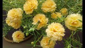 yellow table rose moss rose portulaca grandiflora japanese rose sun rose youtube beautiful flowers pictures portulaca flowers growing roses
