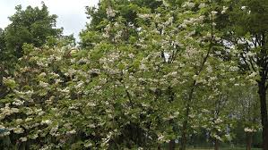 Image result for Halesia