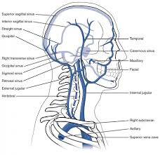 The cardiovascular system of the head and neck includes the vital arteries that provide oxygenated blood to the brain and organs of the head, including the mouth and eyes. Circulatory Pathways Anatomy And Physiology Ii