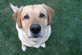 Hemolytic Anemia In Dogs Symptoms Causes Diagnosis Treatment Recovery Management Cost