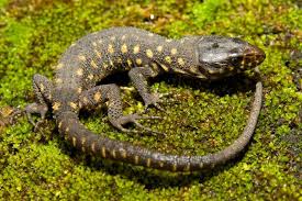 The Yellow Spotted Lizard Is The Most Dangerous Creature At Camp Green Lake It S Poison Is Lethal And Will Kill You If You Get Bitten Green Lake Lizard Lake