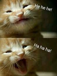 He He He Ha Ha Ha Funny Cat Images Cats Funny Animal Pictures