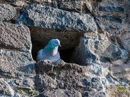 Which means do not step on that bee, please. Pigeonhole Meaning And Origin Merriam Webster
