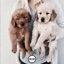 Hug the puppy and touch his tail, ears, and feet. Si El Lunes No Va De La Mejor Manera Estos Perritos Pueden Alegrar Tu Dia Picoftheday Cute Dogs Cute Animals Golden Retriever