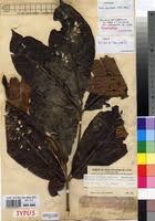 Image result for Rothmannia whitfieldii