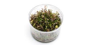 Image result for Microchloa afra