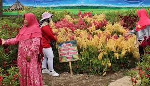 Menikmati keindahan bunga edelweis dan stroberi di taman nasional kelimutu. Kreatif Petani Sukoharjo Ubah Lahan Kosong Jadi Taman Bunga Instagenik