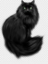 We see this in the case of both the turkish van and the turkish angora. Long Haired Black Cat Kitten Maine Coon Cat Training Black Cat Cats Transparent Background Png Clipart Hiclipart