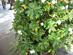 Image result for Impatiens burtonii