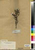 Image result for Gymnosporia maranguensis