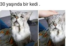 Defne Kayaman Adli Kullanicinin Ilginc Bilgiler Panosundaki Pin 2020 Hayvan Haklari Hayvanlar Komik
