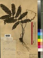 Image result for Adiantum vogelii
