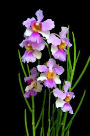 Papilionanthe Miss Joaquim Is A Hybrid Orchid Cultivar That Is Singapore S National Flower Orchid Photography Orchid Flower Beautiful Orchids