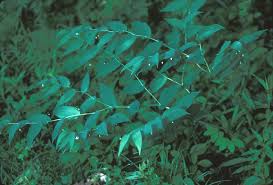 Image result for Streptopetalum