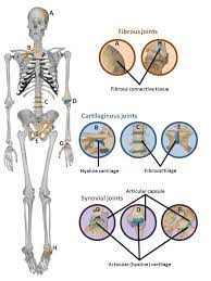 Anatomy And Physiology Physiology Anatomy And Physiology Human Anatomy And Physiology