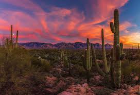 You can also upload and share your favorite phoenix arizona wallpapers. Desert Wallpaper Iphone Aesthetic Desert Wallpaper Iphone Cactus Novocom Top