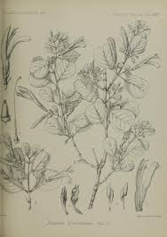 Image result for Anisotes