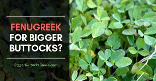 Within india rajasthan accounts for its largest cropped area and production. Fenugreek For Bigger Buttocks Is It Real How Bigger Buttocks Guide