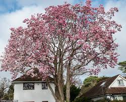 Maybe you would like to learn more about one of these? Britain S Tallest Magnolia Tree Bursts Into Colour As The Uk Warms Up After 80mph Storm Freya Daily Mail Online