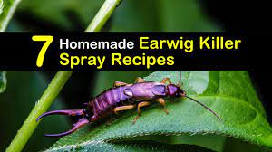 For the most part, earwigs remain outside. 7 Natural Earwig Killer Spray Recipes