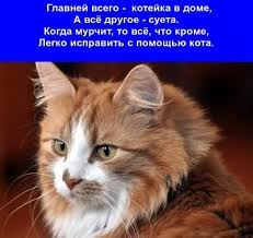 pin by natalya kolomoec on bez kota i zhizn ne ta cats animals kota