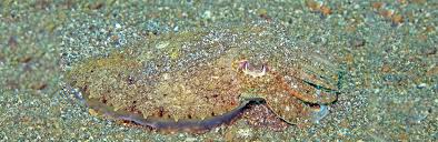 Image result for Cephalophis lukei