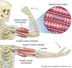 Muscles are regarded as motors of the body. Biceps Muscle Anatomy Britannica