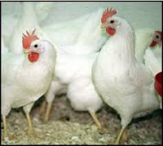 Vitamin anti stress, vitamin elektrolit, vaksin sesuai kondisi lingkungan. Leghorn Baka Bertelur Ayam Tinggi