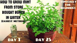How often does water mint plant? Easiest Method For Beginners To Grow Mint From Cuttings With Updates Youtube