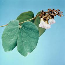 Image result for Piliostigma thonningii