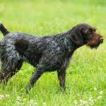 Cockapoo puppies baby puppies dogs and puppies german wirehaired pointer wire haired dachshund poodle mix hound dog hunting dogs mans best friend. Wirehaired Pointing Griffon Dog Breed Information