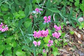 Everlasting sweet peas grow as ground cover in large areas or will quickly reach a height of 6 to 8 feet on a trellis or arbor. Washington State Noxious Weed Control Board