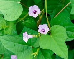 Image result for Ipomoea trinervia