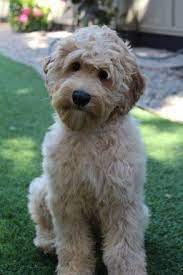 Labradoodles For Sale In California Labradoodle Labradoodle Breeders Cool Pets