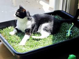 Make This Awesome Indoor Grass Lounge For Your Cat And Watch Them Be Happier And Healthier Catsdiyroom Indoor Cat Cat Tent Diy Cat Tent