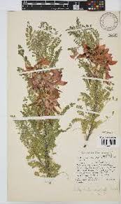 Image result for Sutherlandia microphylla