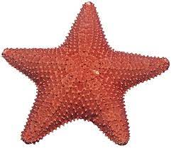 Starfish Png Transparent Images Png All Starfish Image Animals Images