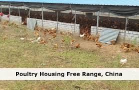 Several versions of the protocol are widely used in applications such as email , instant messaging , and voice over ip , but its use as the security. Free Range Poultry Housing Best Egg Laying Chickens Laying Chickens Poultry House