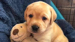 The most loyal and loving family dog! Labrador Retriever Puppies Compilation Youtube