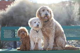 A cavapoo puppy from a reputable breeder can cost between $900 to $6,500. Desert Dawn Doodles Goldendoodle Goldendoodle F1b Puppies Desert Dawn Doodles Goldendoodle Toy Goldendoodle F1b Goldendoodle