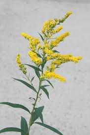 Image result for Solidago