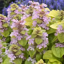 Image result for Ajuga