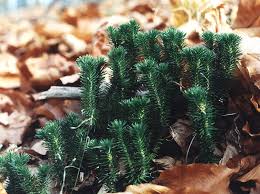 Image result for Huperzia afromontana